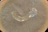 Fossil Polychaete Worm (Astreptoscolex) Pos/Neg - Illinois #120980-2